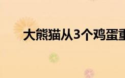 大熊猫从3个鸡蛋重长到180斤要多久