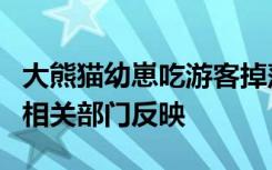 大熊猫幼崽吃游客掉落口罩，熊猫基地：会向相关部门反映