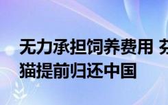 无力承担饲养费用 芬兰动物园拟将两只大熊猫提前归还中国