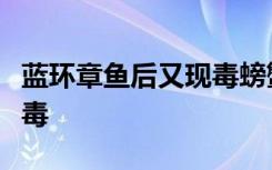 蓝环章鱼后又现毒螃蟹，名字很正派但确实有毒