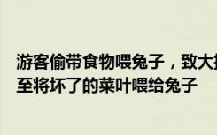 游客偷带食物喂兔子，致大批兔子死亡，园方：有的游客甚至将坏了的菜叶喂给兔子