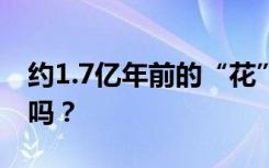 约1.7亿年前的“花”被发现！来看看你认识吗？