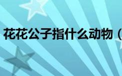 花花公子指什么动物（花花公子指什么生肖）