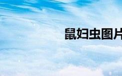 鼠妇虫图片（鼠妇虫）