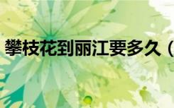 攀枝花到丽江要多久（攀枝花到丽江要多久）