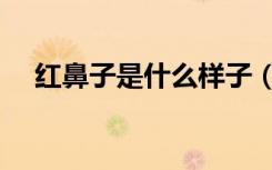 红鼻子是什么样子（红鼻子是什么动物）