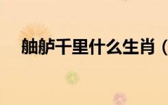 舳舻千里什么生肖（舳舻千里什么意思）