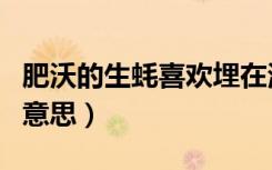 肥沃的生蚝喜欢埋在海滩的淤泥里吗（肥沃的意思）