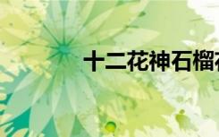 十二花神石榴花（十二花月）