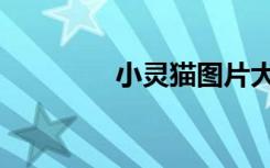 小灵猫图片大全（小灵猫）