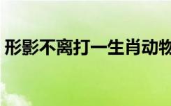 形影不离打一生肖动物（形影不离打一生肖）