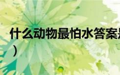什么动物最怕水答案是什么（什么动物最怕水）