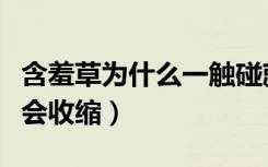 含羞草为什么一触碰就会收缩（含羞草为什么会收缩）