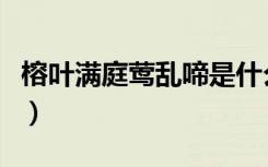 榕叶满庭莺乱啼是什么意思（榕叶满庭莺乱啼）