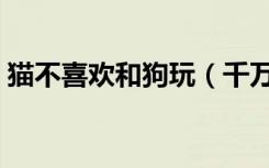 猫不喜欢和狗玩（千万不要让猫经常和狗玩）