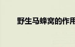 野生马蜂窝的作用（马蜂窝的作用）