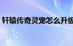 轩辕传奇灵宠怎么升级（轩辕传奇灵宠繁殖）