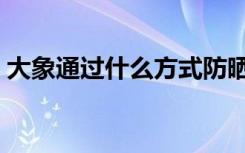 大象通过什么方式防晒（大象通过什么防晒）