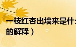 一枝红杏出墙来是什么意思（一枝红杏出墙来的解释）