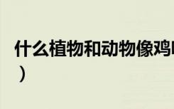 什么植物和动物像鸡呀（什么植物和动物像鸡）