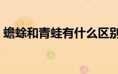 蟾蜍和青蛙有什么区别（蟾蜍和青蛙的区别）