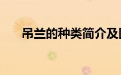吊兰的种类简介及图片（吊兰的种类）