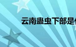 云南蛊虫下部是什么（云南蛊虫）