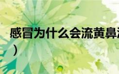感冒为什么会流黄鼻涕（为什么感冒会流鼻涕）