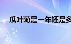 瓜叶菊是一年还是多年生（瓜叶菊花语）