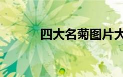 四大名菊图片大全（四大名菊）