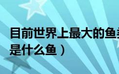目前世界上最大的鱼类是什么鱼（最大的鱼类是什么鱼）