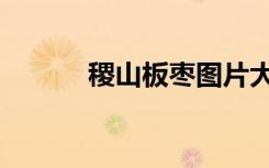 稷山板枣图片大全（稷山板枣）