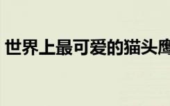 世界上最可爱的猫头鹰（世界上最可爱的猫）