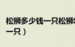 松狮多少钱一只松狮幼犬价格表（松狮多少钱一只）