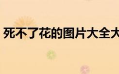 死不了花的图片大全大图（死不了花的图片）