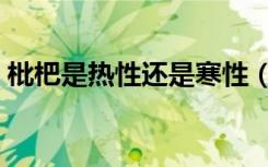 枇杷是热性还是寒性（枇杷是热性还是凉性）