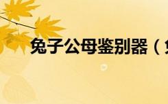 兔子公母鉴别器（兔子公母鉴别图片）