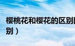 樱桃花和樱花的区别图解（樱桃花和樱花的区别）