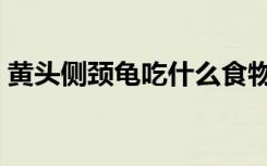 黄头侧颈龟吃什么食物（黄头侧颈龟吃什么）
