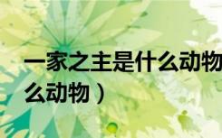 一家之主是什么动物什么肖?（一家之主是什么动物）