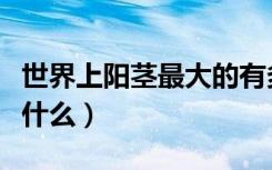 世界上阳茎最大的有多大（世界上最难过的是什么）