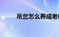 吊兰怎么养成老桩（吊兰怎么养）
