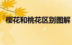 樱花和桃花区别图解（樱花和桃花的区别）