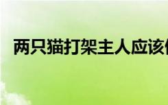 两只猫打架主人应该做什么（两只猫打架）