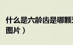 什么是六龄齿是哪颗牙图片（六龄齿是哪颗牙图片）