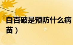 白百破是预防什么病（白百破是预防什么的疫苗）