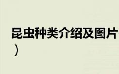 昆虫种类介绍及图片（常见的昆虫种类100种）