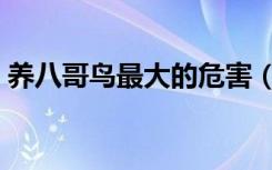 养八哥鸟最大的危害（养八哥鸟最大的忌讳）
