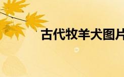 古代牧羊犬图片（古代牧羊犬）