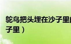 鸵鸟把头埋在沙子里的图片（鸵鸟把头埋在沙子里）